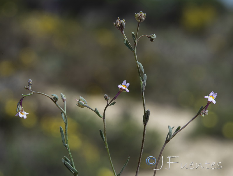 Linaria tursica.06