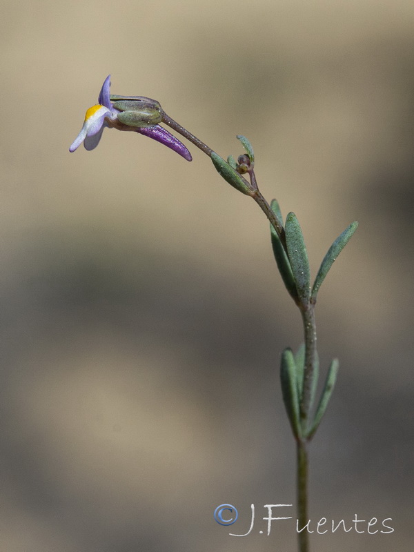 Linaria tursica.08
