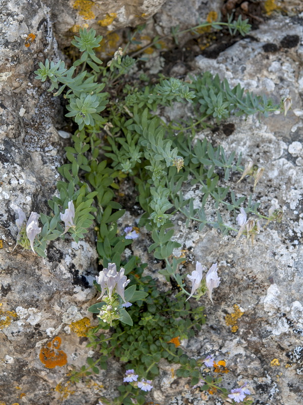 Linaria verticillata anticaria.01