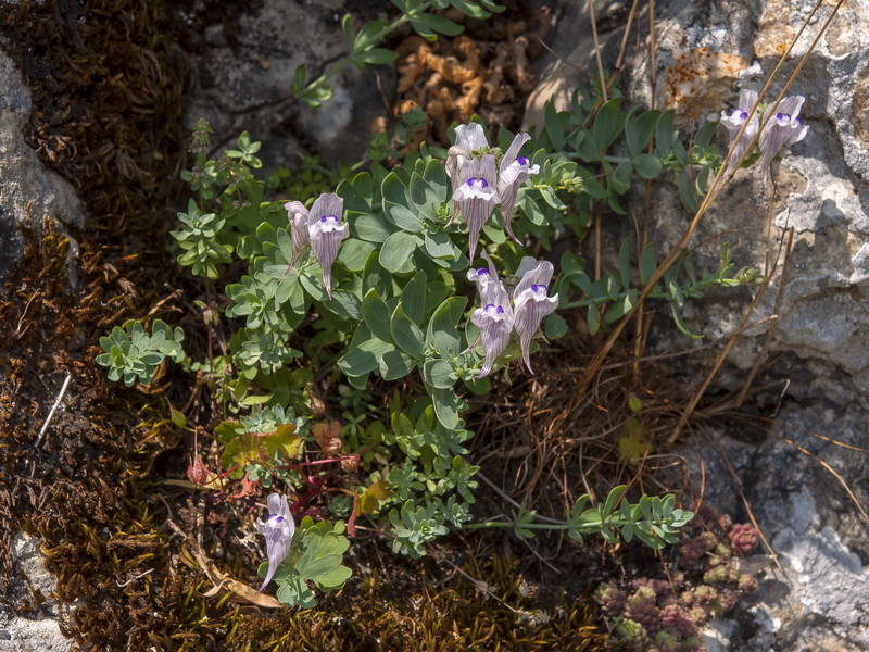 Linaria verticillata anticaria.02