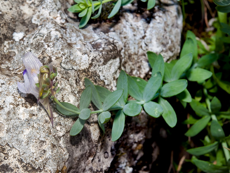 Linaria verticillata anticaria.04