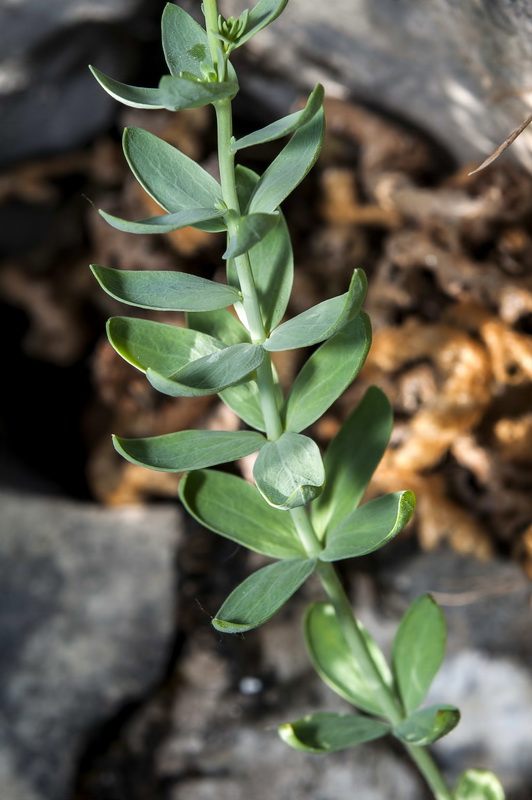 Linaria verticillata anticaria.05