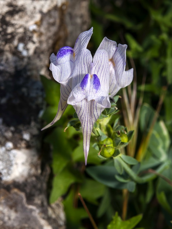 Linaria verticillata anticaria.06