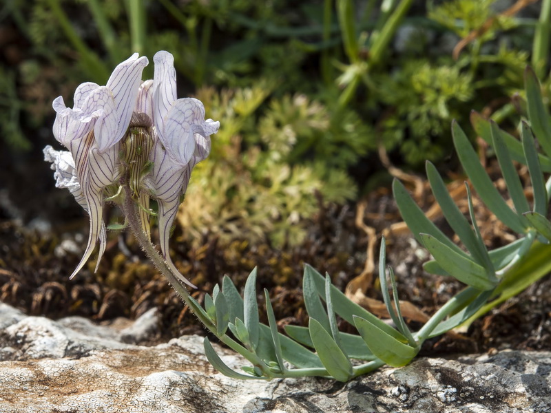 Linaria verticillata anticaria.07