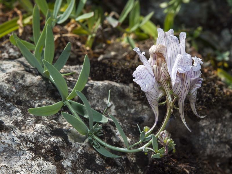 Linaria verticillata anticaria.08