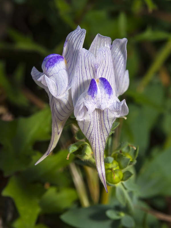 Linaria verticillata anticaria.09