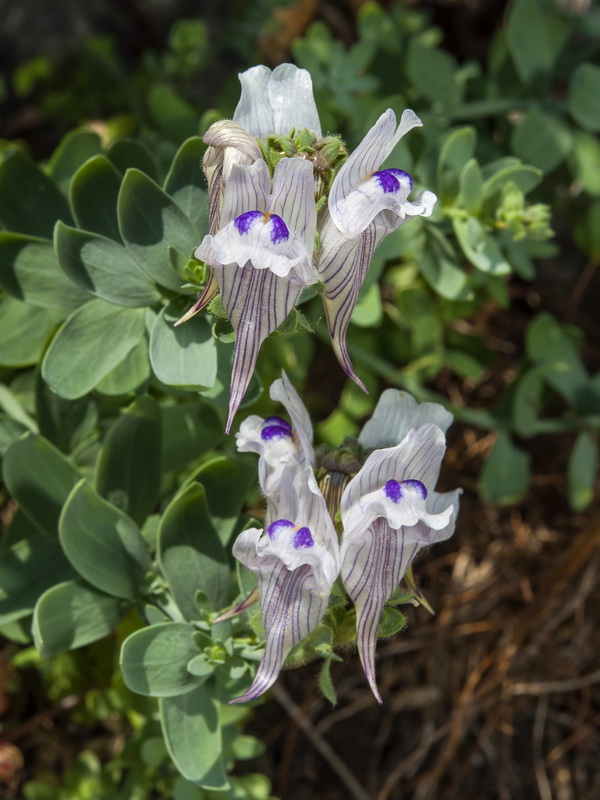Linaria verticillata anticaria.10