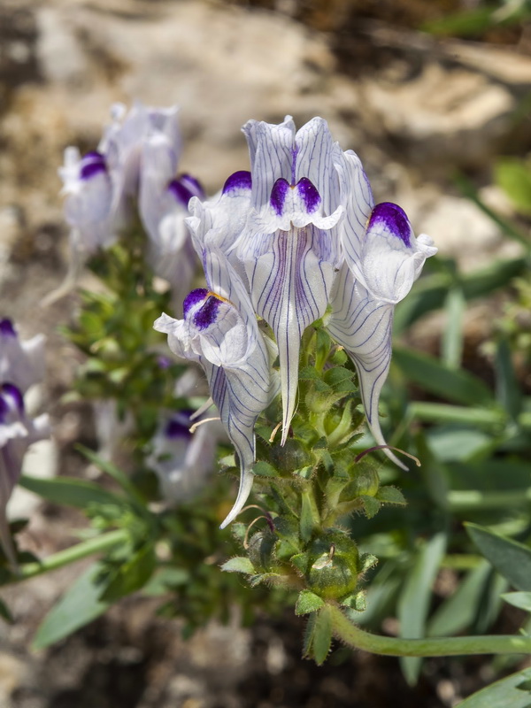 Linaria verticillata anticaria.11