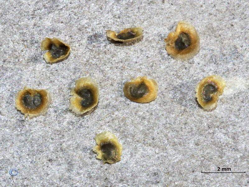 Linaria verticillata anticaria.12