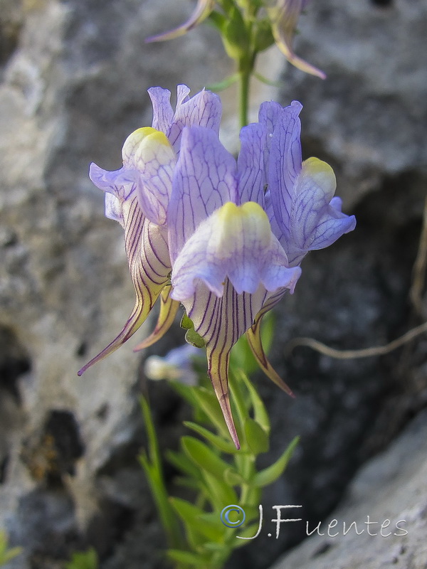 Linaria verticillata cuartanensis.03