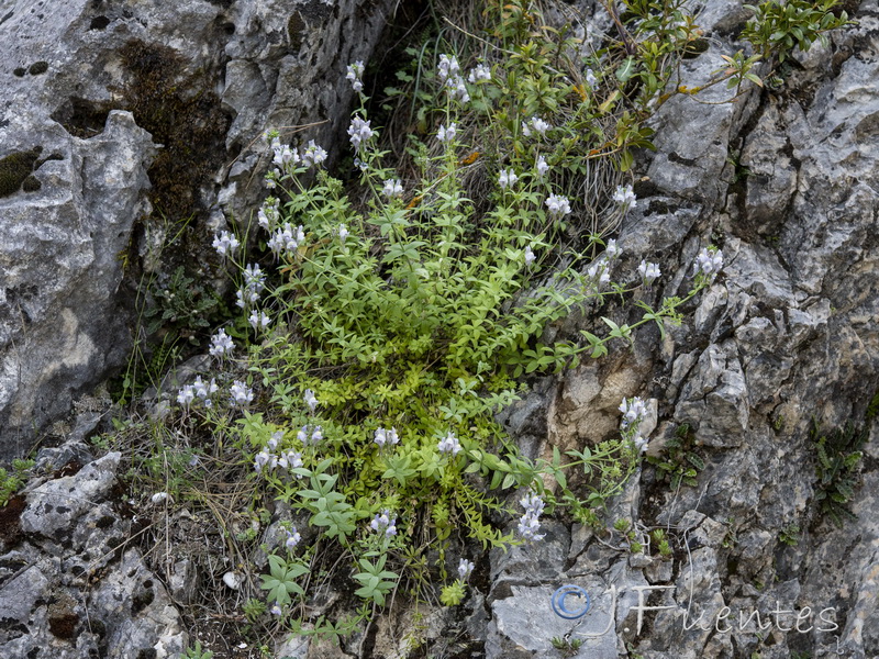 Linaria verticillata cuartanensis.01