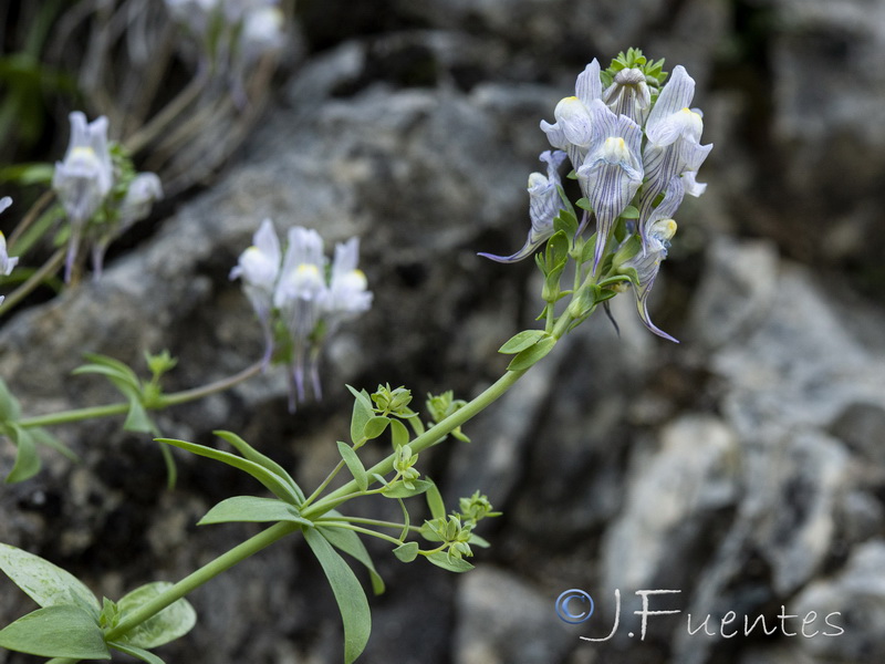 Linaria verticillata cuartanensis.09