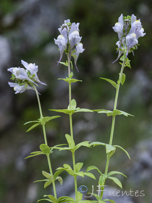 Linaria verticillata cuartanensis.02