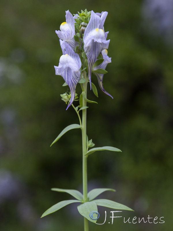 Linaria verticillata cuartanensis.11