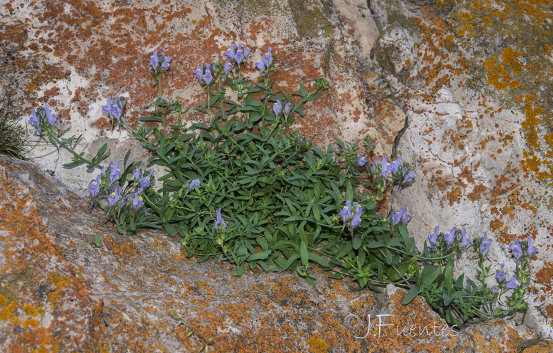 Linaria verticillata cuartanensis.12