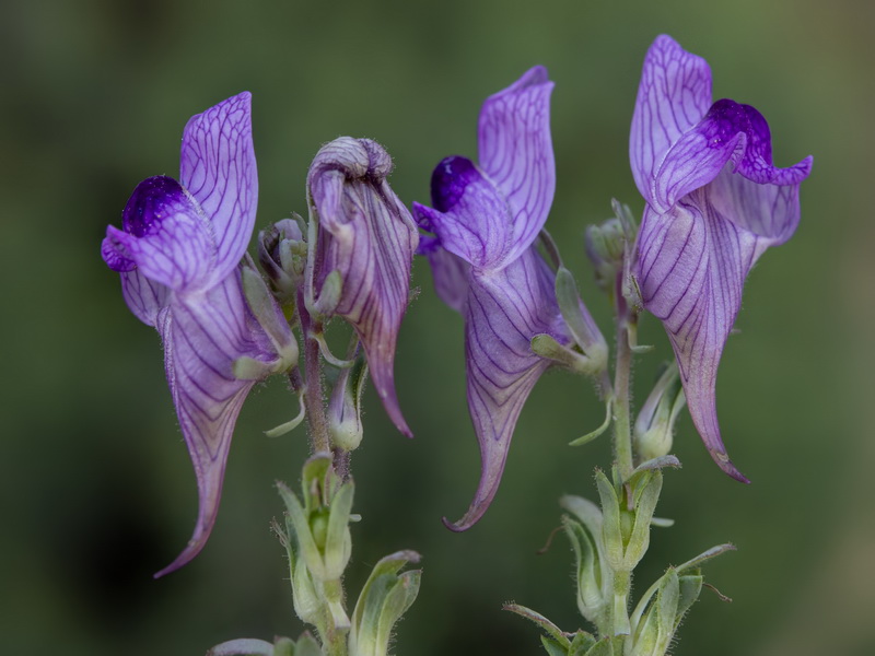 Linaria verticillata cuartanensis.03