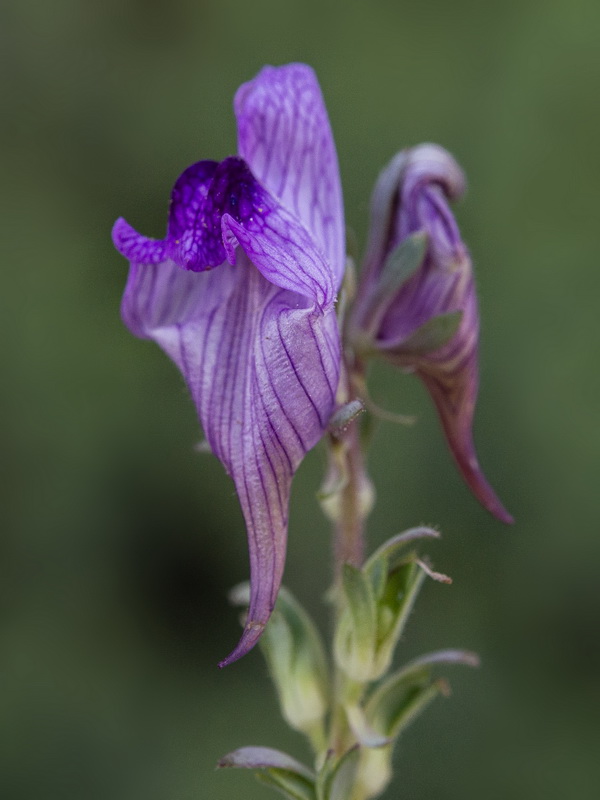 Linaria verticillata cuartanensis.20