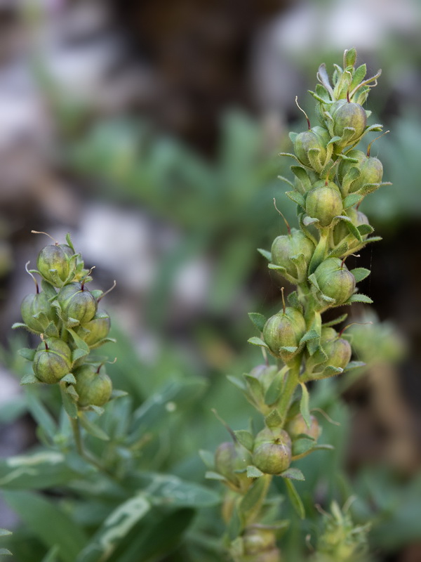 Linaria verticillata cuartanensis.22