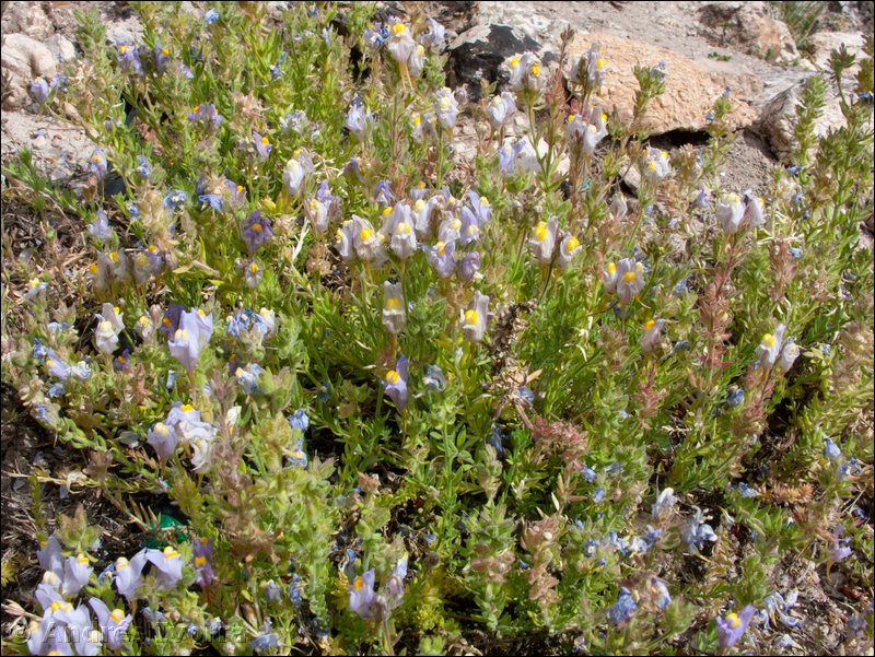 Linaria verticillata lilacina.01