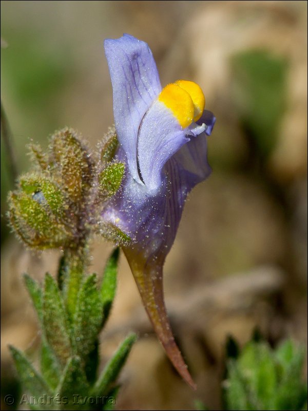 Linaria verticillata lilacina.02