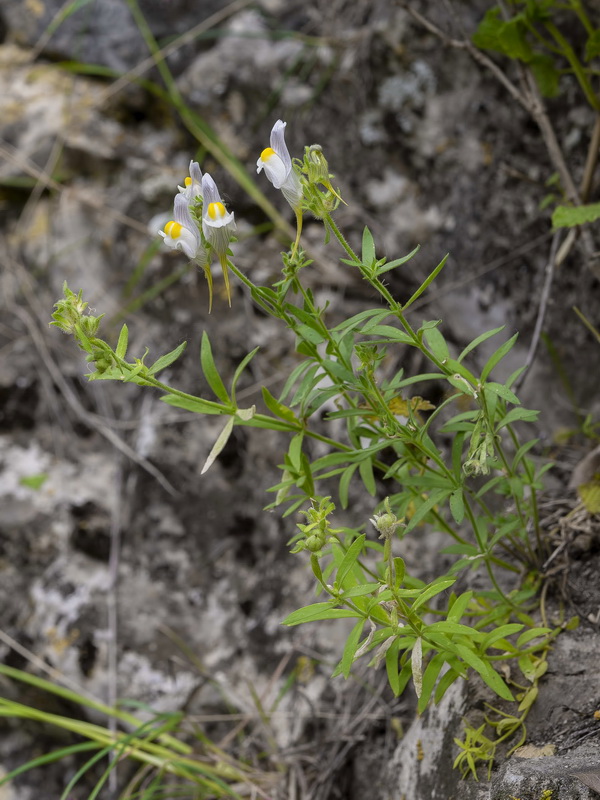 Linaria verticillata lilacina.01