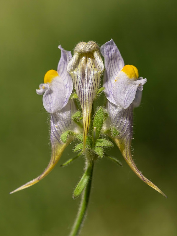 Linaria verticillata lilacina.06