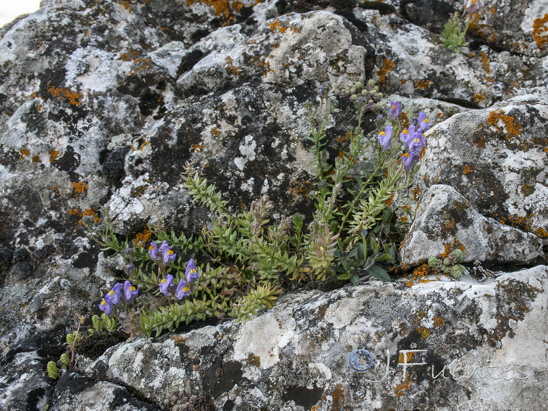 Linaria verticillata lilacina.11