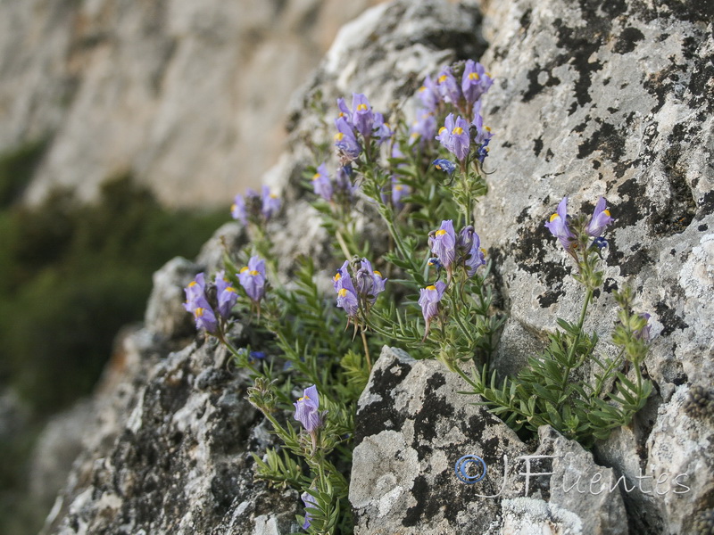 Linaria verticillata lilacina.13