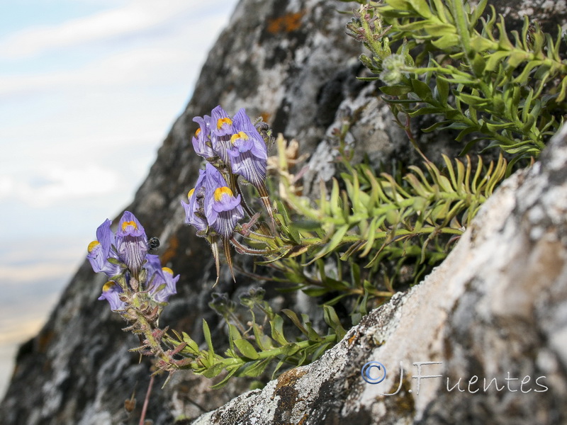 Linaria verticillata lilacina.16