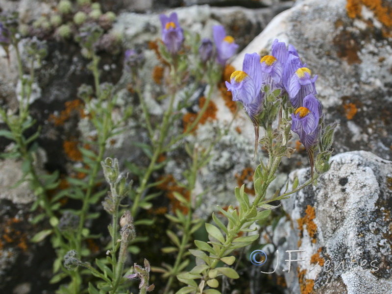 Linaria verticillata lilacina.17