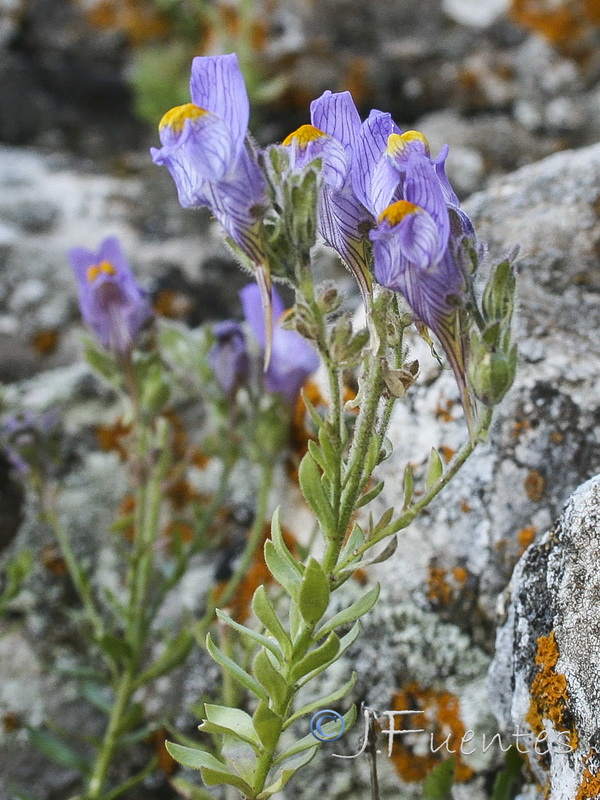 Linaria verticillata lilacina.18