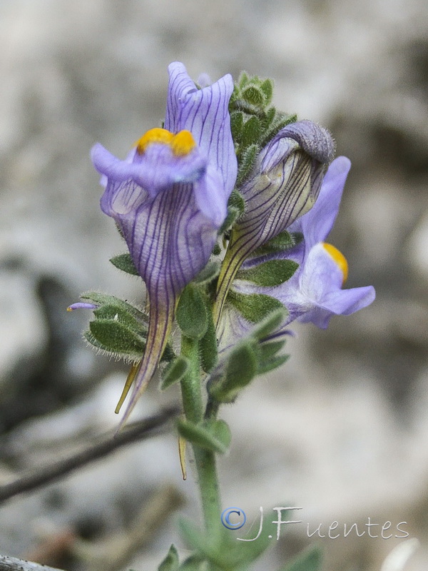 Linaria verticillata lilacina.19