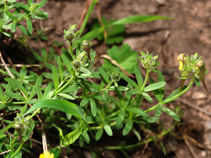 Linaria verticillata verticillata.05
