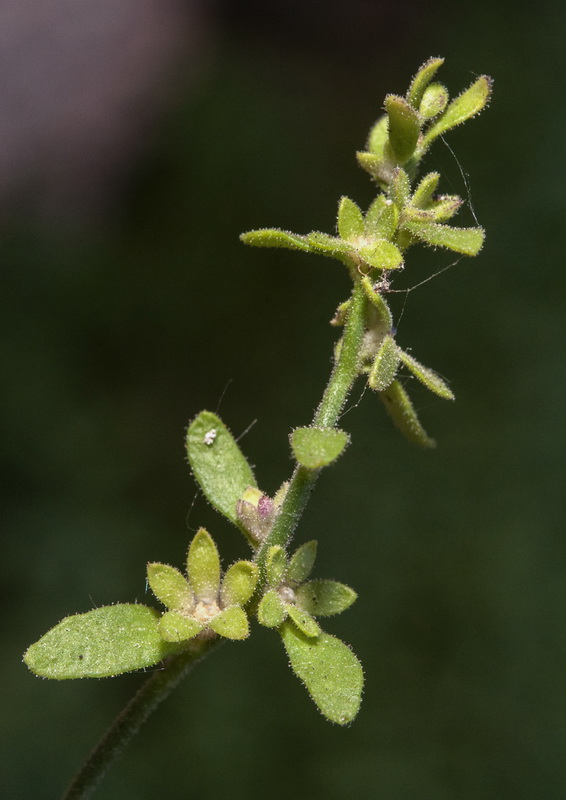 Linaria verticillata verticillata.08