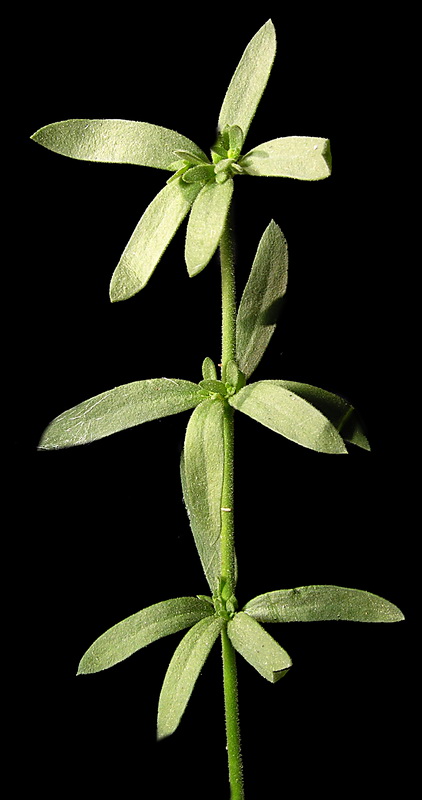 Linaria verticillata verticillata.10