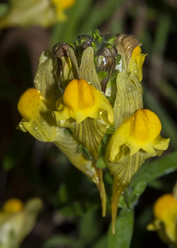 Linaria verticillata verticillata.12