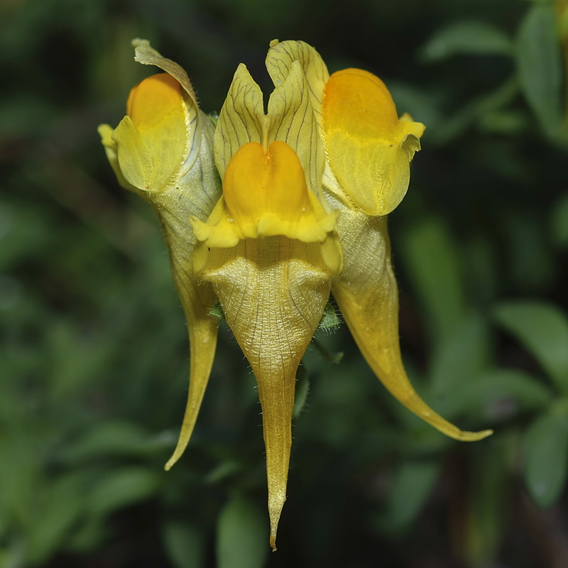 Linaria verticillata verticillata.15
