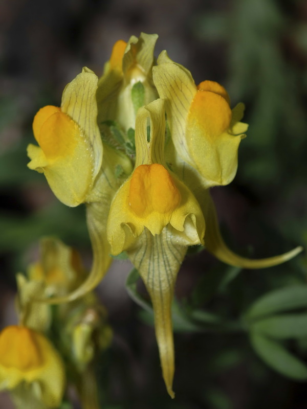 Linaria verticillata verticillata.16