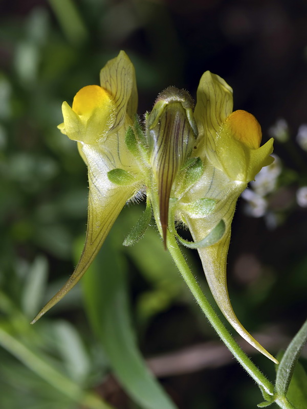 Linaria verticillata verticillata.17