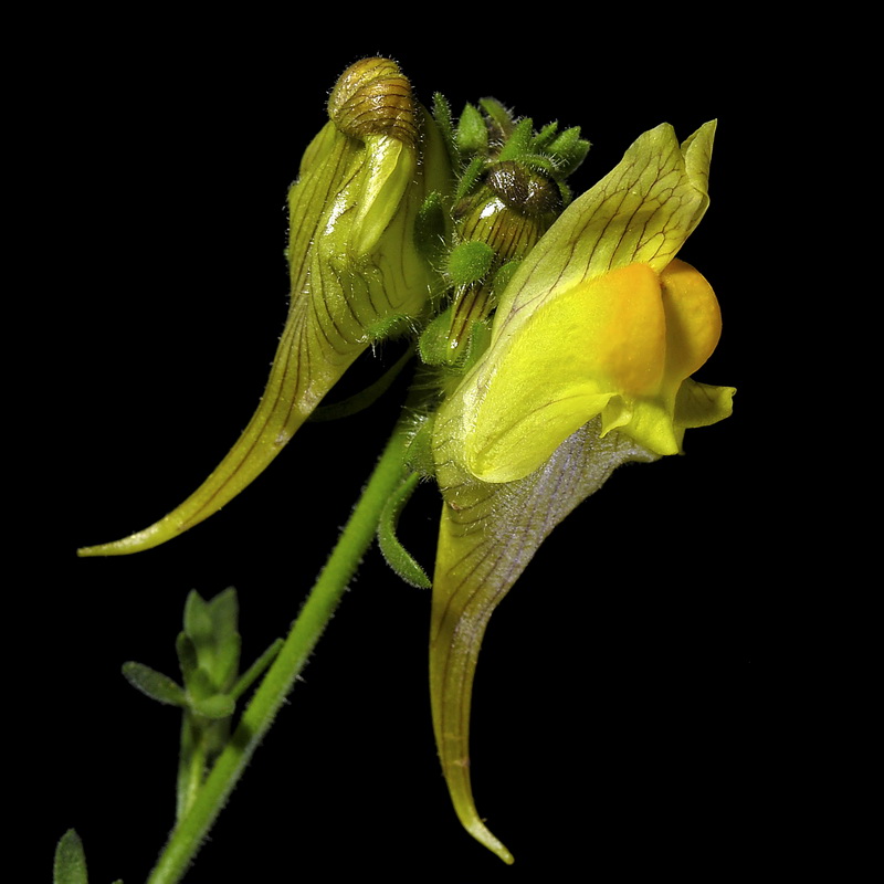 Linaria verticillata verticillata.18