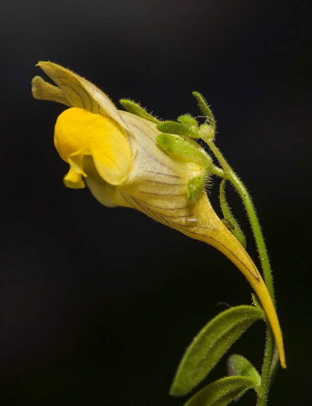 Linaria verticillata verticillata.21