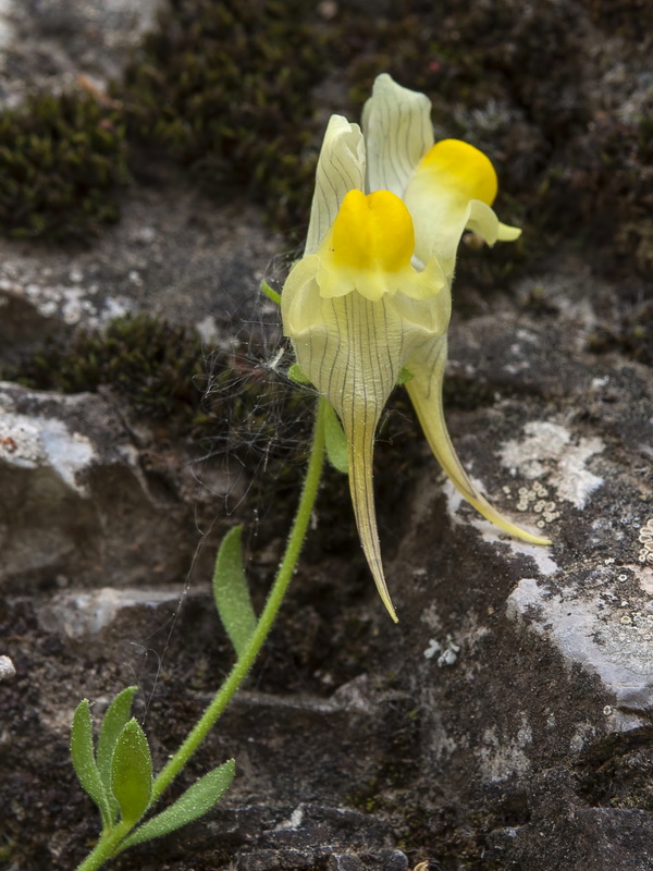 Linaria verticillata verticillata.26