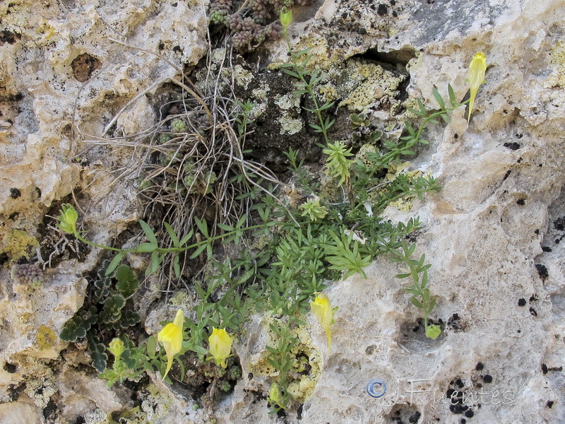 Linaria verticillata verticillata.28