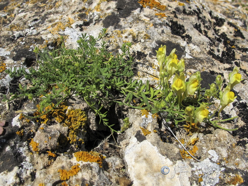Linaria verticillata verticillata.29