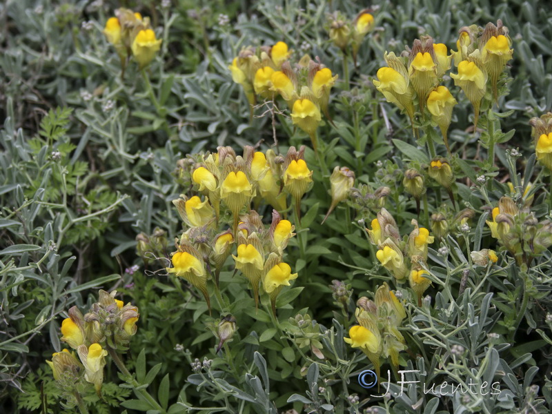 Linaria verticillata verticillata.32