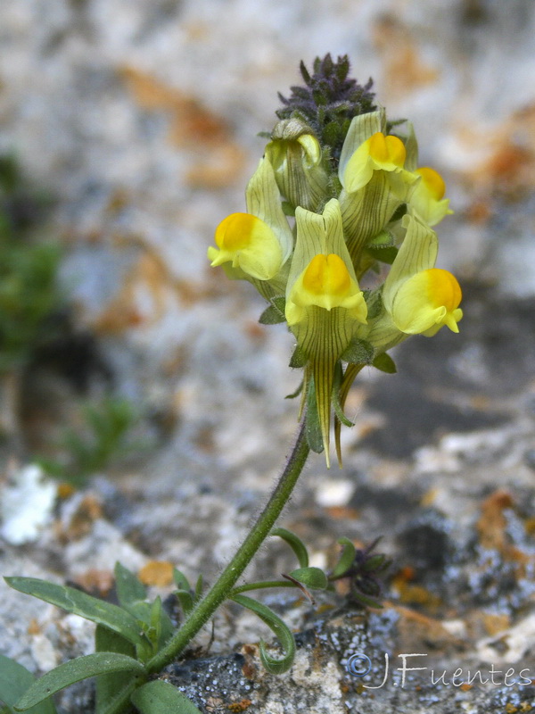 Linaria verticillata verticillata.33