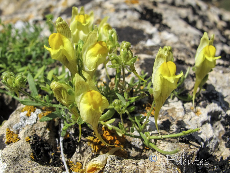 Linaria verticillata verticillata.36