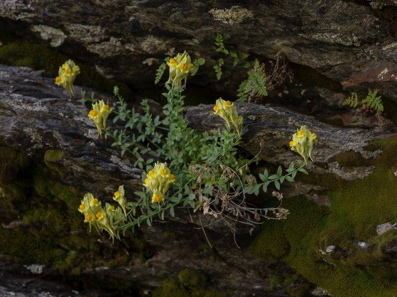 Linaria verticillata verticillata.38
