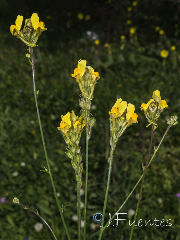 Linaria viscosa.15