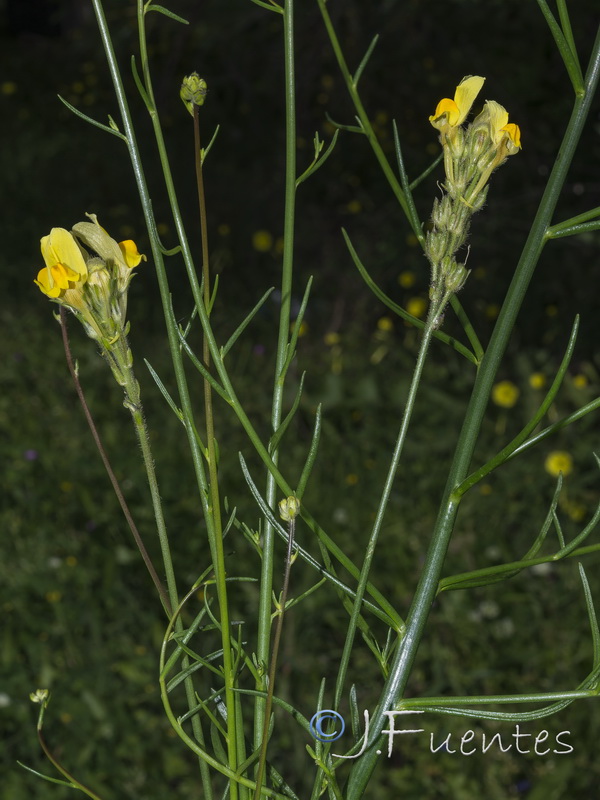 Linaria viscosa.16